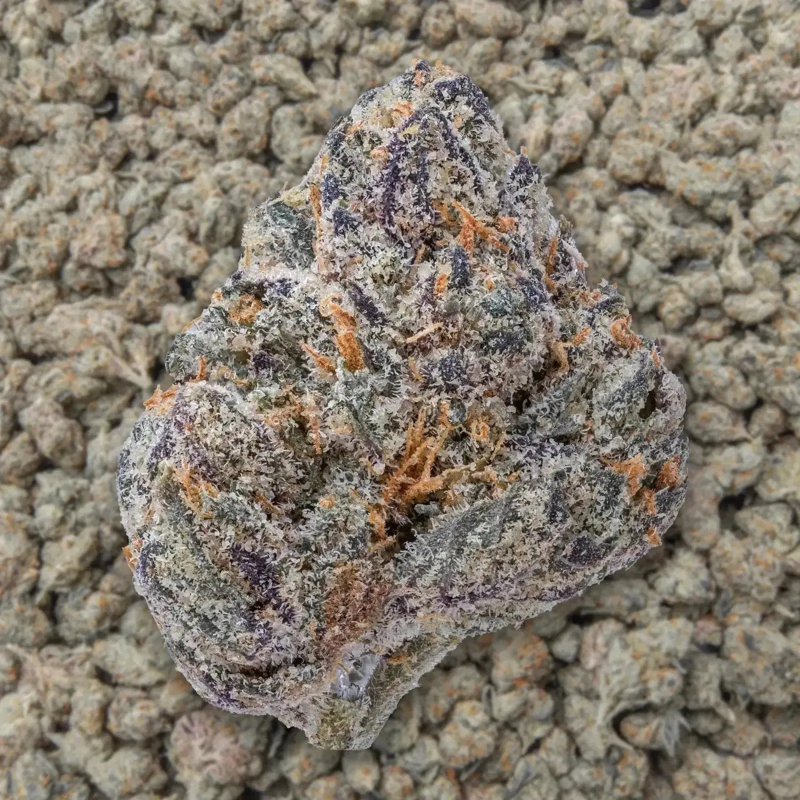 Black Cherry Gelato Smalls THCa Flower - Image 3
