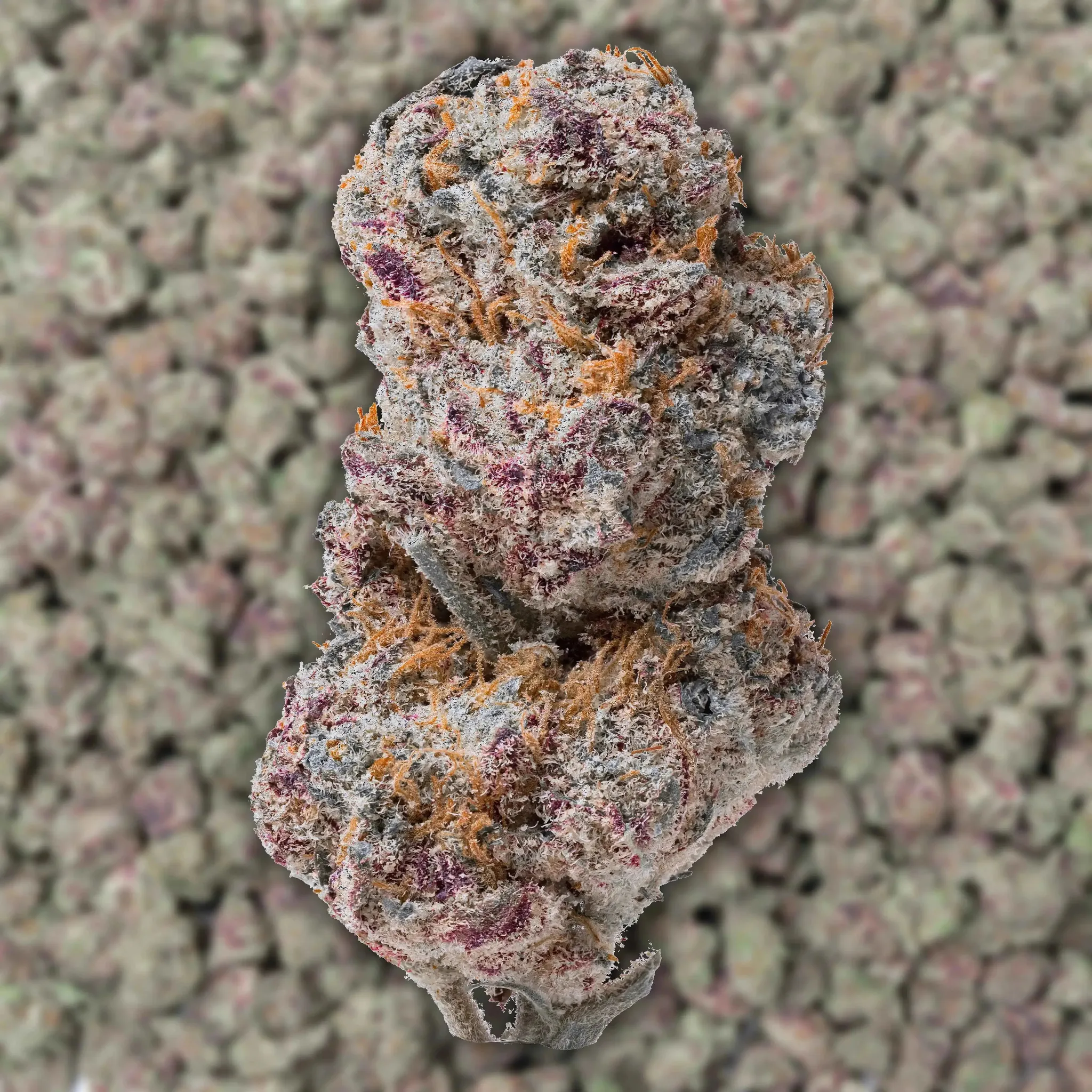 Blizzard Berry Smalls THCA Flower - Image 3