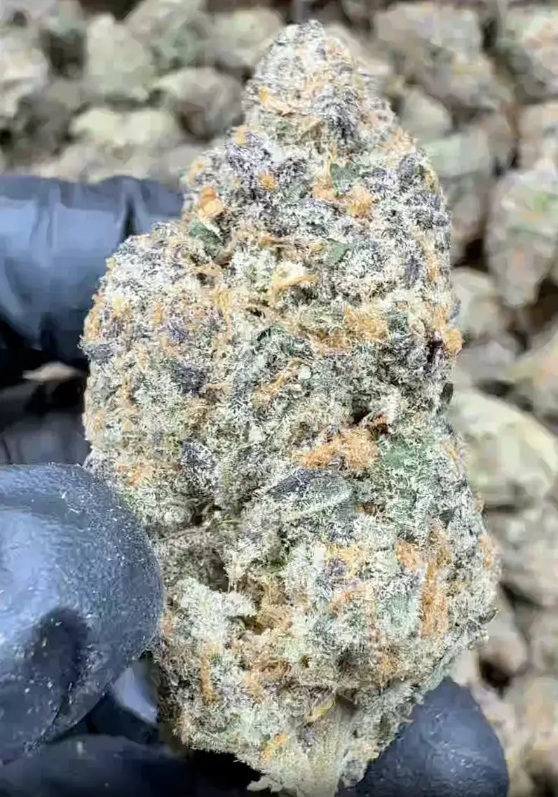 Candyland Indoor THCa Flower Ounce - Image 3