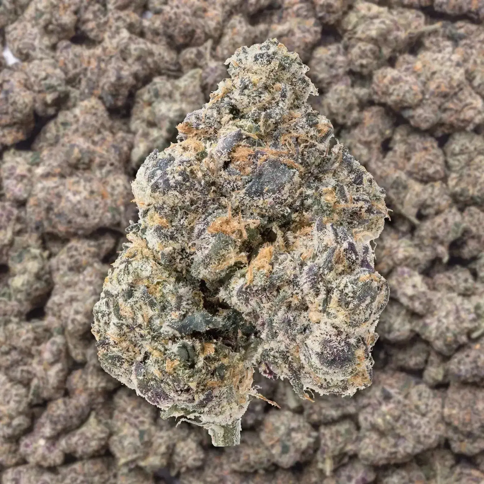 GMZ THCa Flower - Image 2