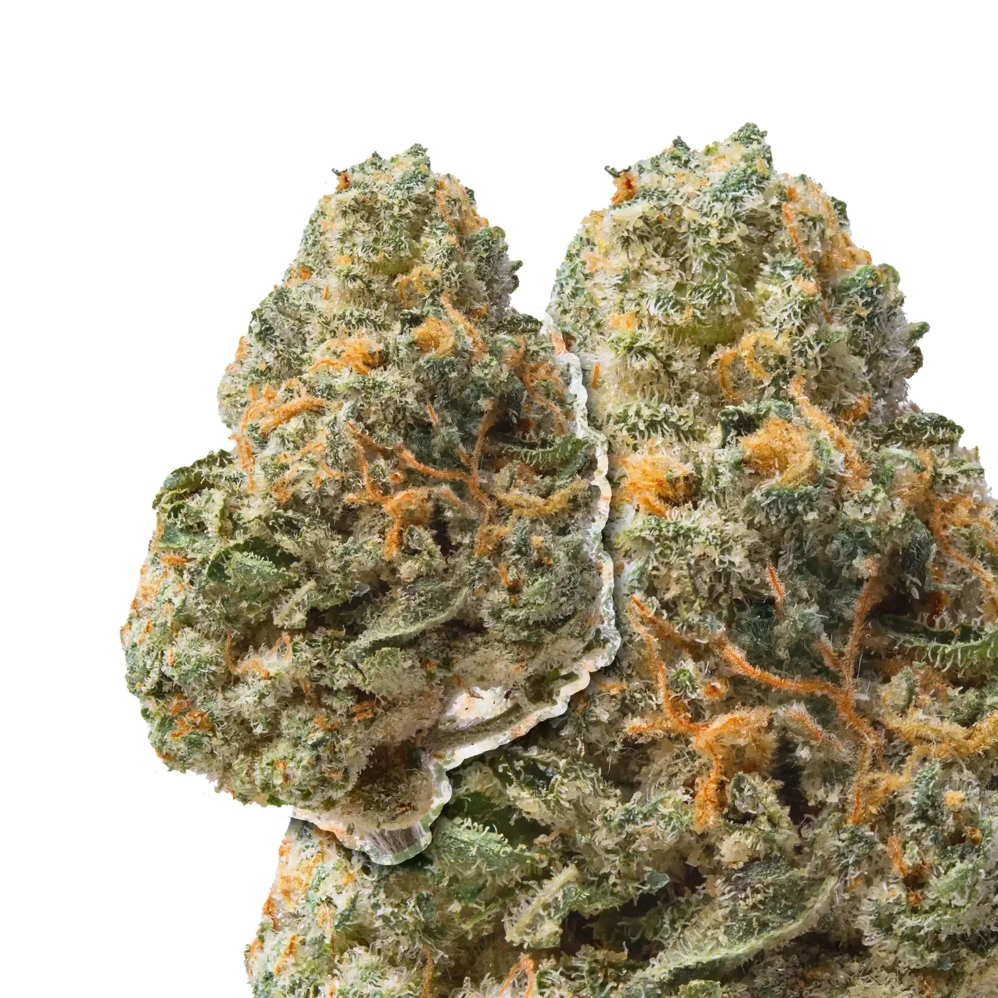 Jet Fuel Runtz THCa Flower - Image 4