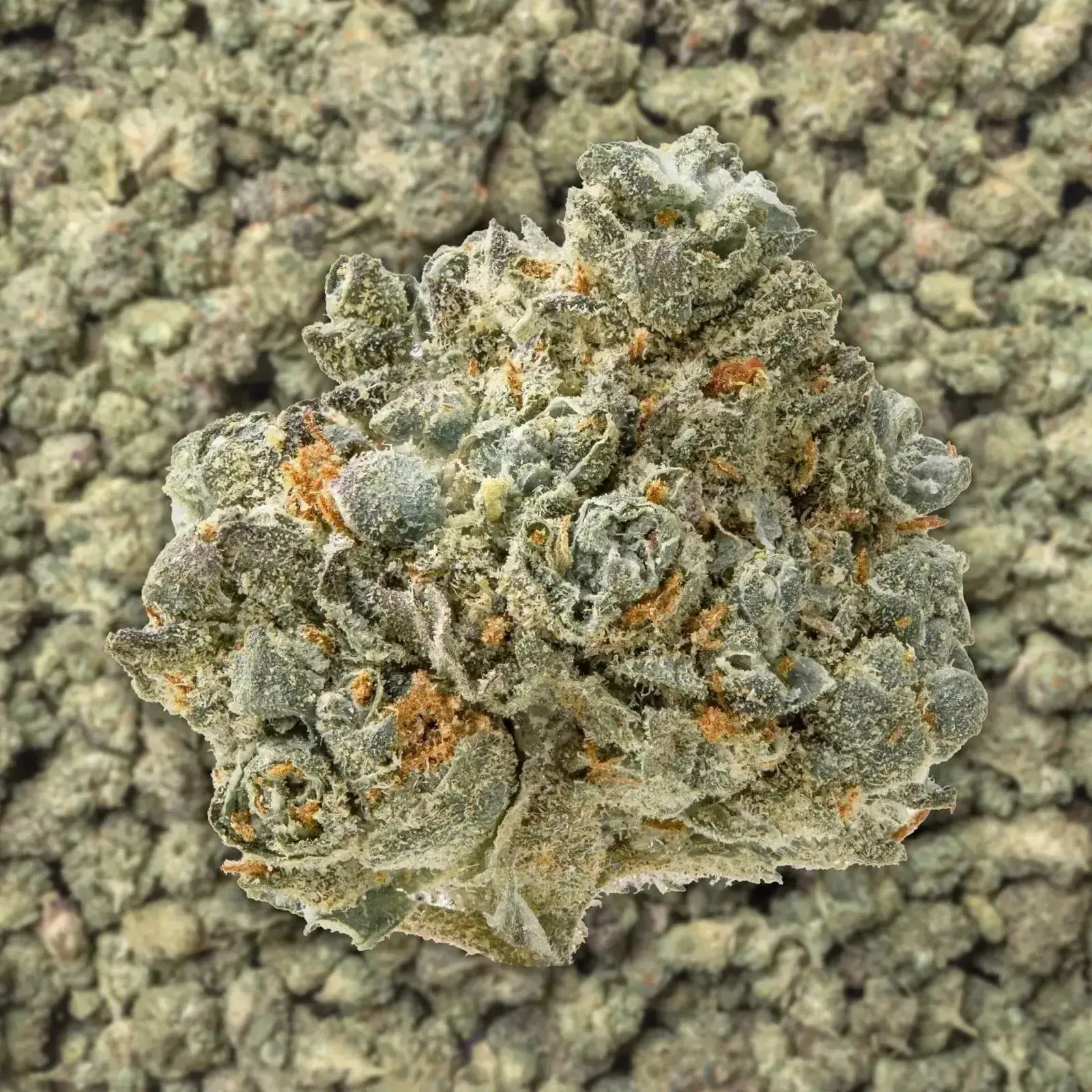 Lemon Pound Cake Smalls THCa Flower - Image 3