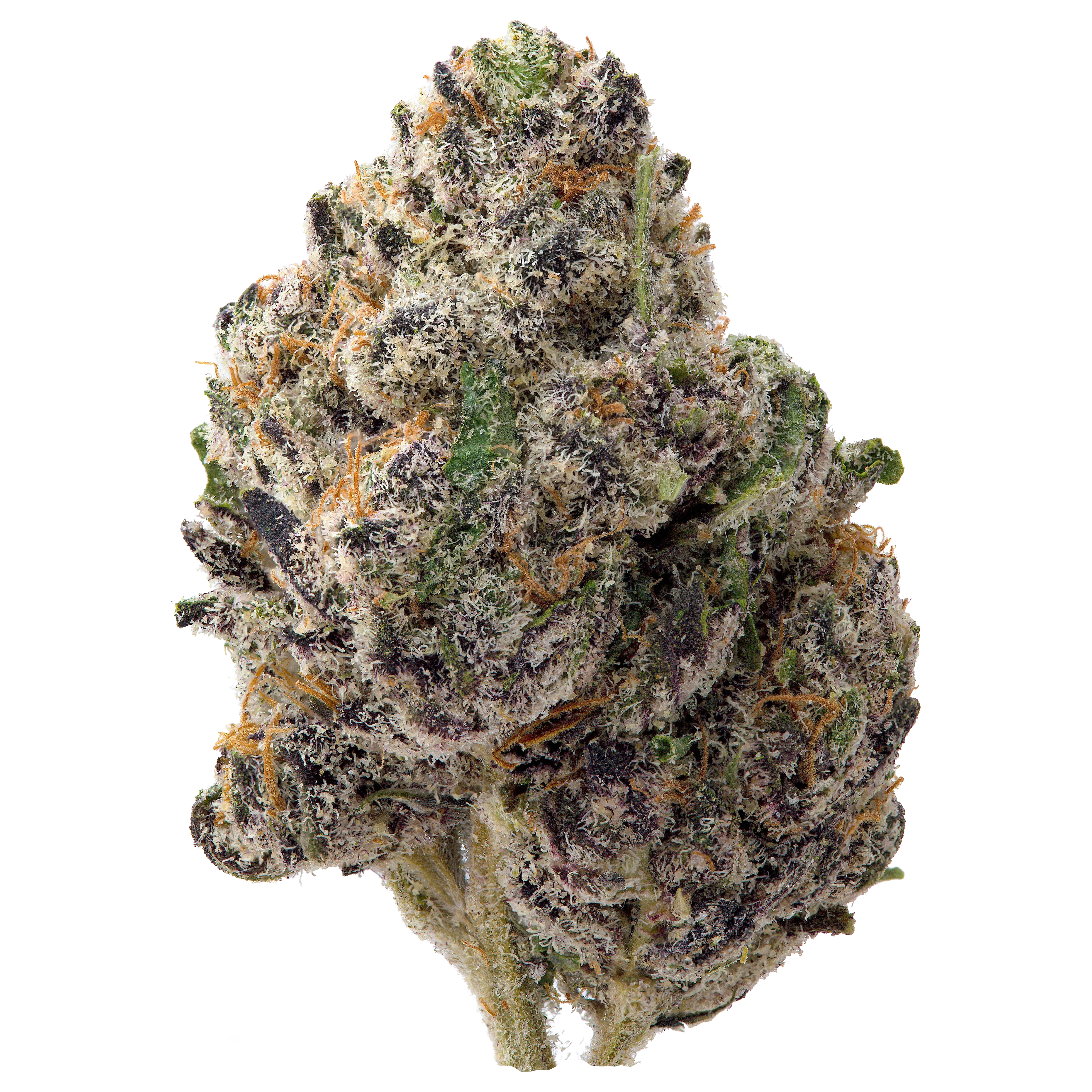 Northern Lights THCa Flower - Image 2