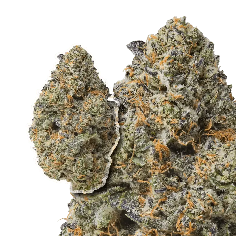Purple Passion THCa Flower - Image 5