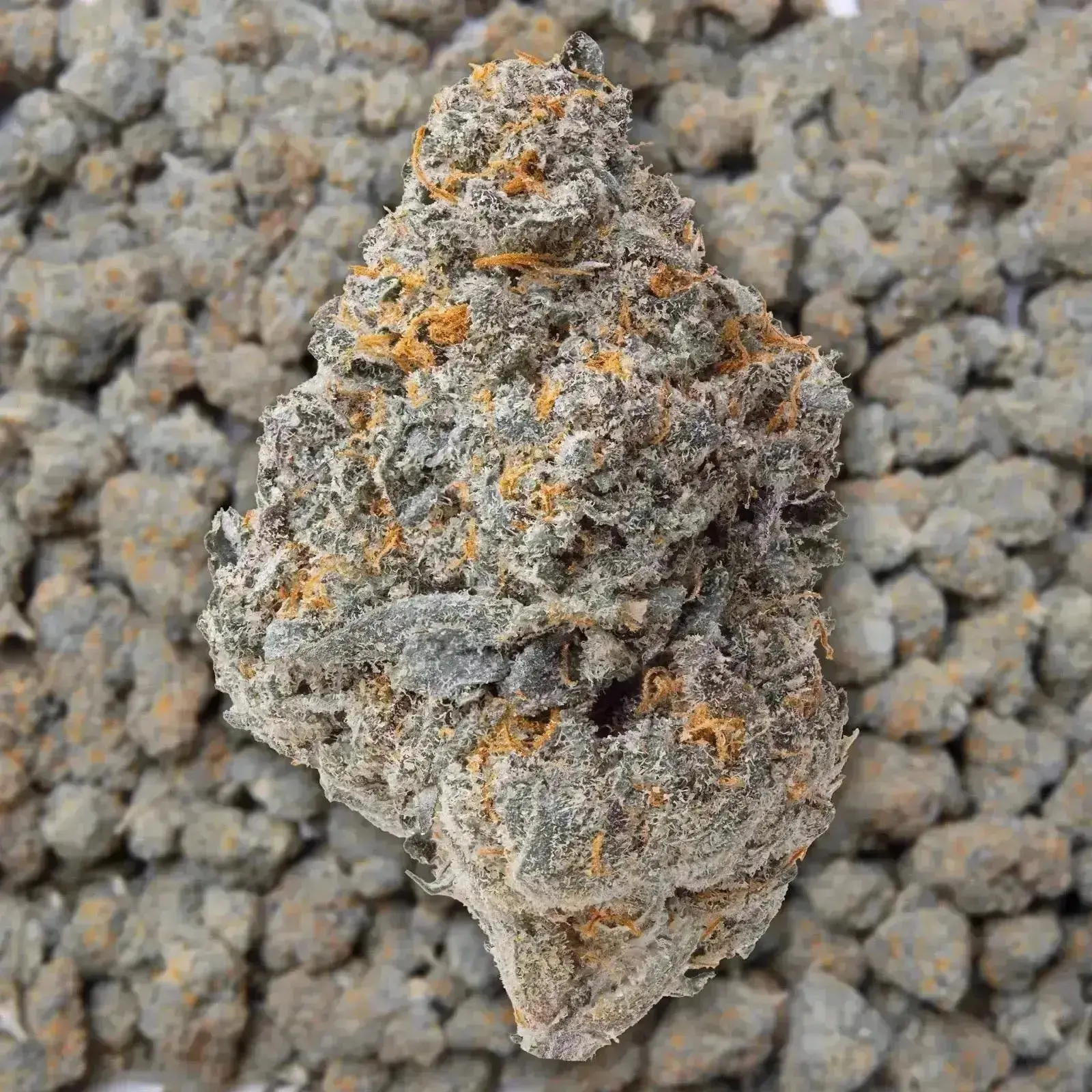Strawberry Cough THCa Flower - Image 3